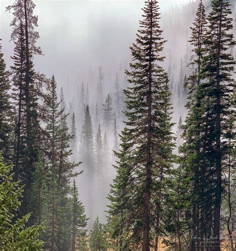 Photos Colorado Rocky Mountain National Park Pine Forest In Mist And Fog