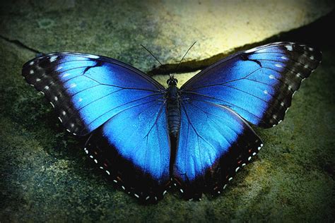 Endangered Earth Palos Verdes Blue Butterfly