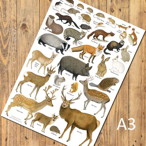 British Land Mammals Identification A3 Poster Art Print Chart