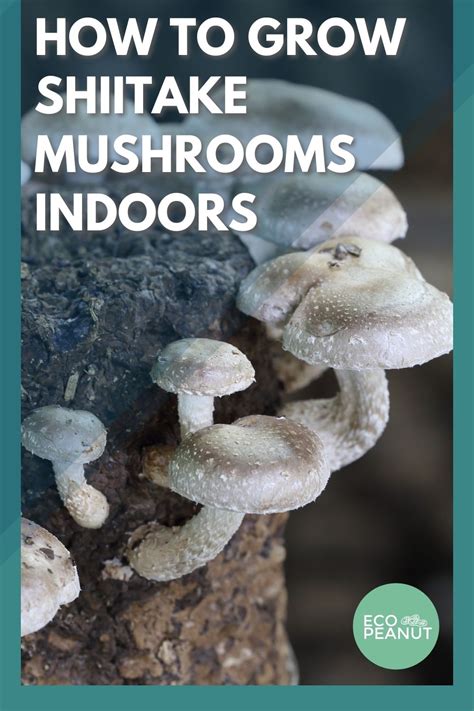 Growing Shiitake Mushrooms Indoors At Home Eco Peanut