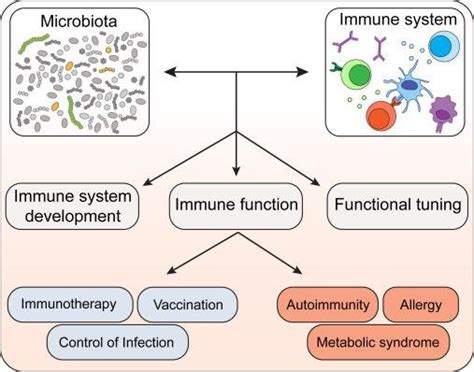 Interaction Between Microbiota And The Immune System 24 Download