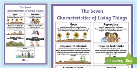Characteristics Of Living Things Display Poster