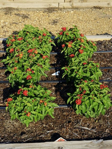 Lantana Luscious Royale Red Zone Truck Crops Trial Garden