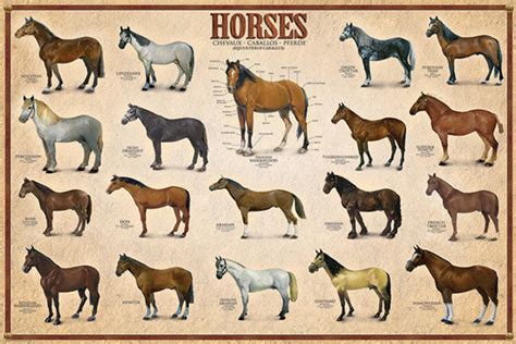 The Horses Poster 19 Equine Breeds Eurographics Inc Sports
