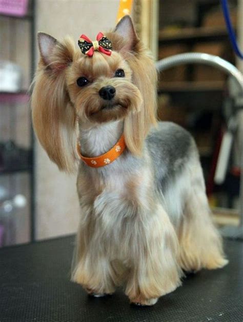 151 Extremely Cute Yorkie Haircuts For Your Puppy Yorkie Haircuts