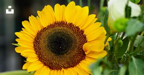 Yellow Sunflower In Close Up Photography Photo Free Plant Image On