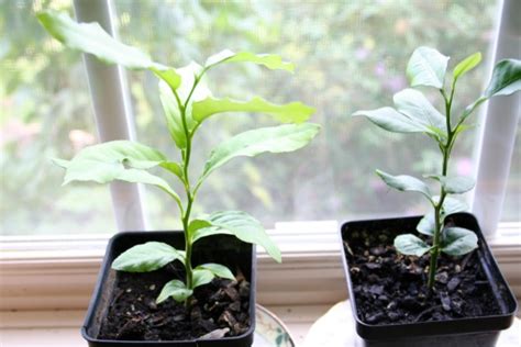 Growing Lemon Trees From Seeds An Update Home Garden Joy