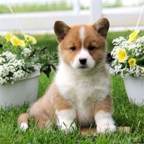 Look at pictures of corgi puppies in colorado who need a home. Pembroke Welsh Corgi Puppies For Sale | Colorado Springs ...