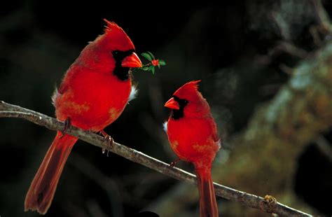 Free Images Nature Wildlife Wild Red Beak Avian Fauna Outdoors