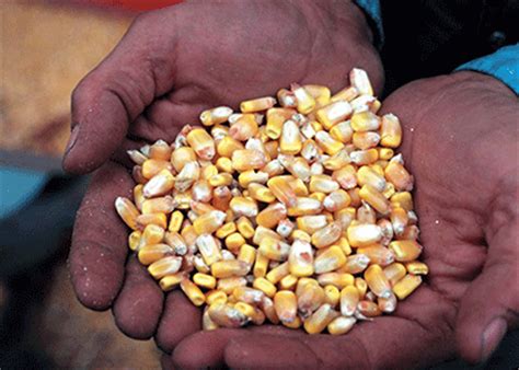 Production technology of vegetables crop free ecourse pdf download. Challenges to Safely Store Record Soybean and Corn ...