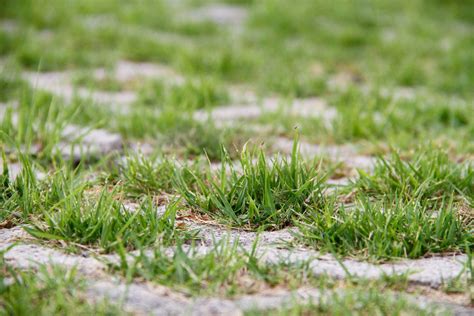 Don't Leave it A-Lawn: Common Lawn Diseases Lurking in Your Yard ...