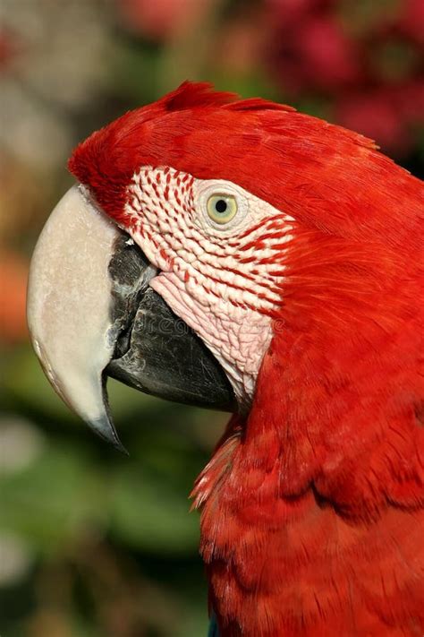 Red Parrot Portrait Stock Image Image Of Head Feathers 18117537