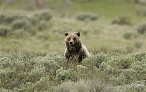 Best Time To See Grizzly Bears In Yellowstone National Park 2023