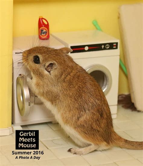 Pin By Gerbil Meets Mouse Publishing On Photography Gerbil Cute
