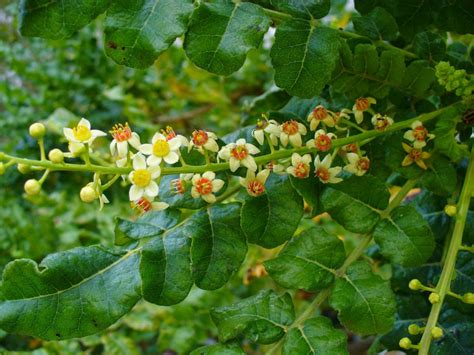 Boswellia The Secret Anti Inflammatory With Virtually No Side Effects