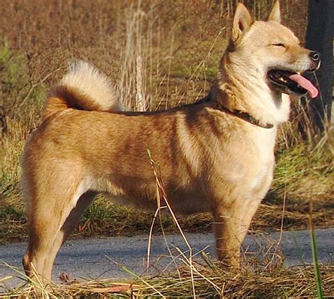 Hokkaido Dog Breed Information Characteristics And Heath