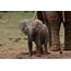 Little Elephant Forgets Where He Left His Mum  Storytrender