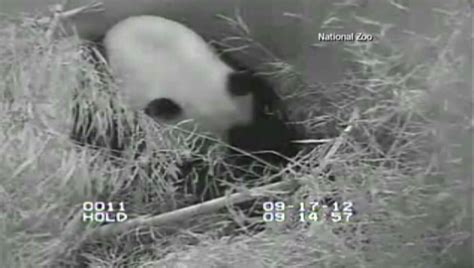 Giant Female Panda Gives Birth To Cub At National Zoo In Washington