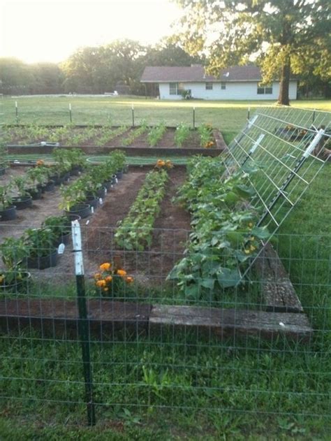 Idea For Cucumber Trellis Metal Fence Poles At An Angle Plus Cattle