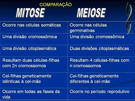 Qual é A Principal Função E Objetivo Da Meiose Mundo Ecologia