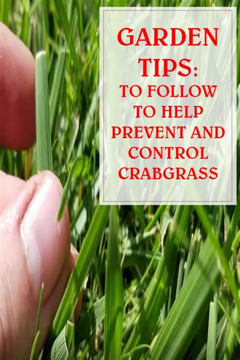 Tips To Follow To Help Prevent And Control Crabgrass Housewiveshobbies