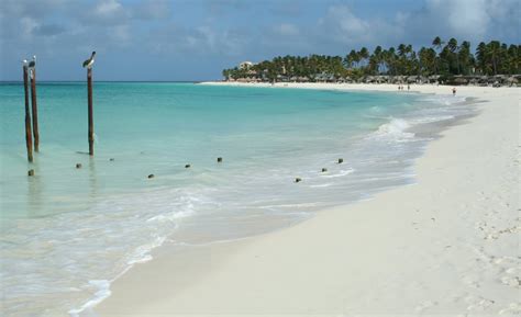 Divi Beach Aruba Abc Islands Ultimate Guide April 2024