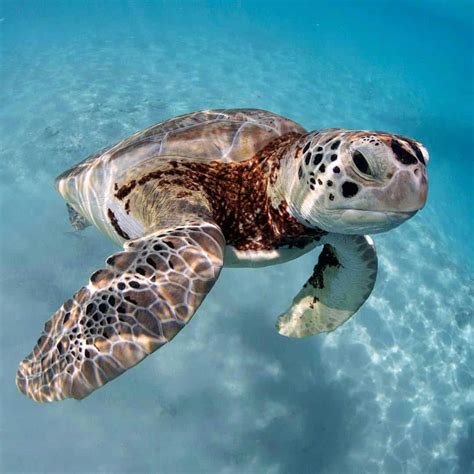 Tortugas marinas bebés van al mar por primera vez en las playas de Bali