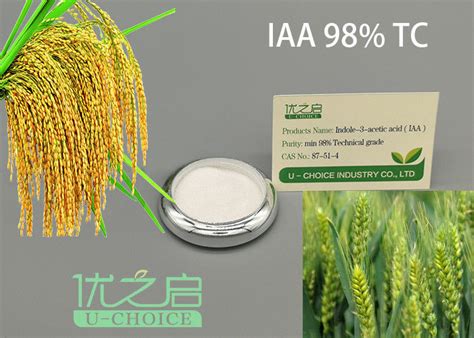 This study investigated the production of indole acetic acid by soil bacteria. IAA Indole -3- Acetic Acid Auxin Growth Hormone CAS No 87 ...
