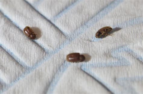 How To Get Rid Of Tiny Bugs In The Kitchen Edgefurnish