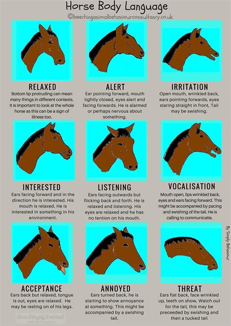 Understanding Your Horses Behaviour