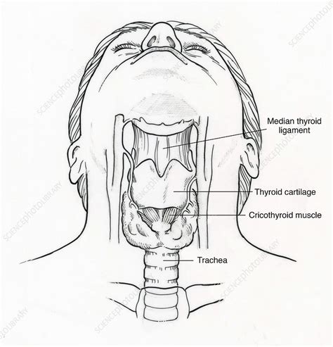 Illustration Of Throat Anatomy Stock Image F0315284 Science
