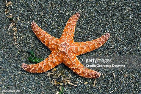 Ochre Sea Star Photos And Premium High Res Pictures Getty Images