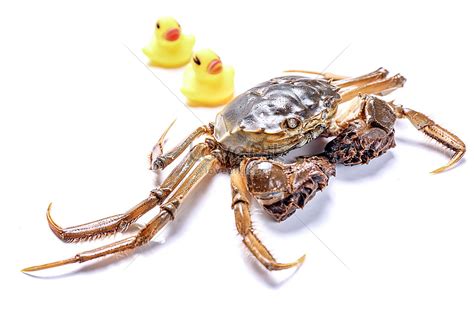 Hairy Crabs Picture And Hd Photos Free Download On Lovepik