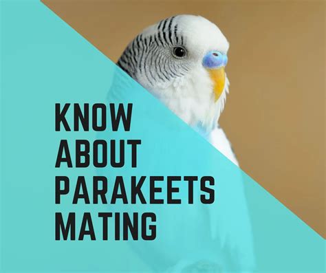 All You Need To Know About Parakeets Mating Birds News