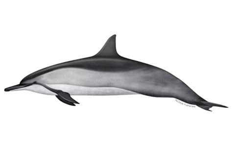 Common Bottlenose Dolphin Noaa Fisheries