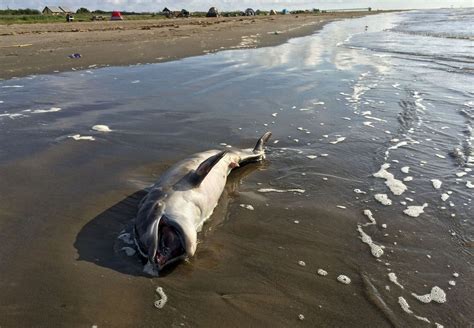 Bp Oil Spill Linked To Record Number Of Dolphin Deaths Study Finds