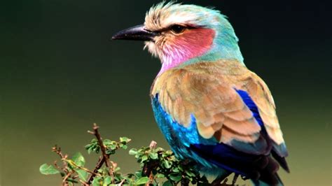 Bird Animal Beautiful Wild Wings Exotic Birds Wallpapers Hd