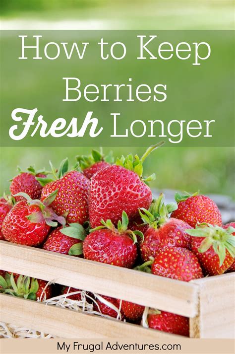 To enjoy fresh berries at their finest, they need a bit of extra care. How to Keep Strawberries Fresh - My Frugal Adventures