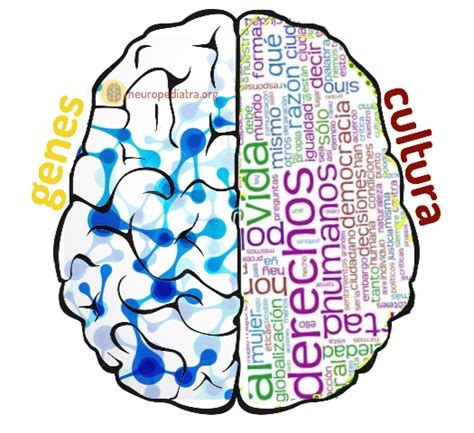 Genes Y Cultura Neuronas En Crecimiento