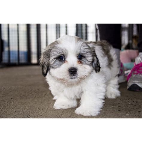 How big does the maltese shih tzu mix get? Buster ~ Maltese x Shih Tzu puppy (Trial 13/7/16) - Small Male Maltese x Shih Tzu Dog in NSW ...