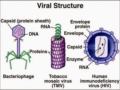 Penemuan Struktur Replikasi Dan Bentuk Virus Edubio