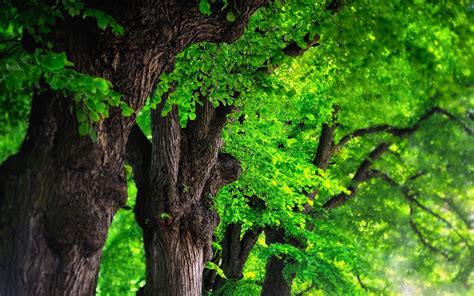 Green Tree Wallpapers Top Free Green Tree Backgrounds Wallpaperaccess