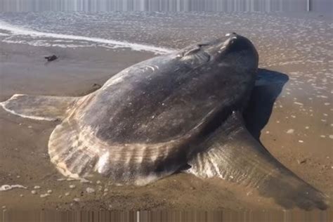 Rare Sea Creature Washes Up On Us Beach The Financial Express