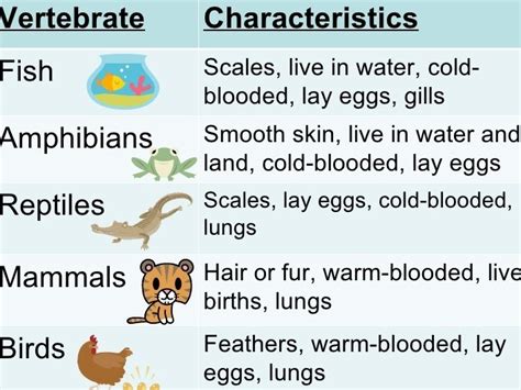 Bilingual School JosÉ MarÍn Fatego Classification Of Animals