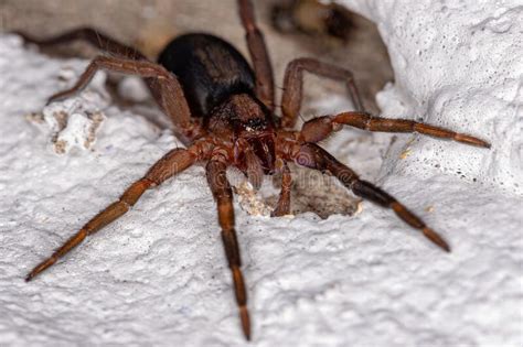 Small Prowling Spider Stock Image Image Of Common Arachnid 250654599