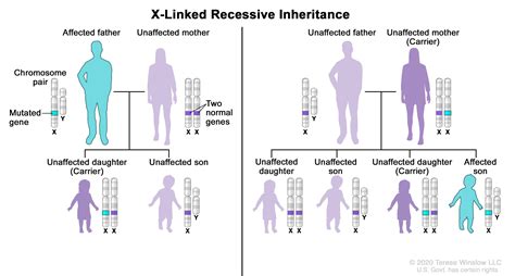 These genes are normally found on the y chromosome (the y chromosome pretty much carries just these genes and very little else), but. Can A Recessive Trait Be On The Y Chromosome - Y ...