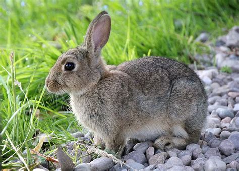 Do Rabbits Eat Grass Is Grass Healthy To Eat Constant Delights