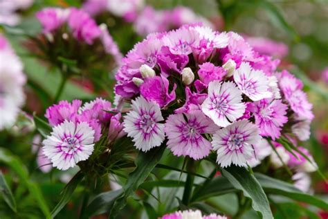 Tips For Growing Dianthus Growing Guide Garden Lovers Club