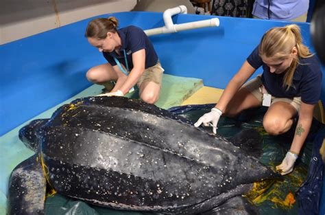 ©south Carolina Aquarium Sea Turtle Rescue Program Leatherback Sea