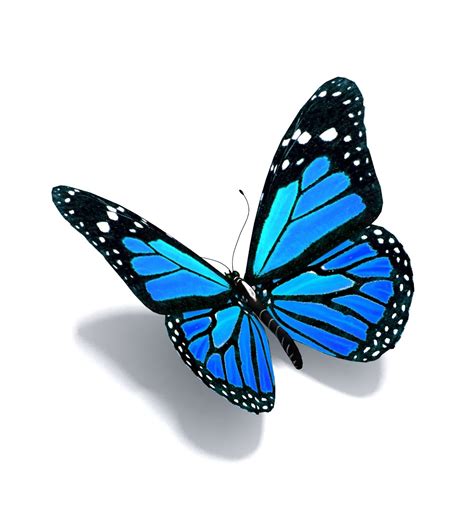 Stans Apple 26 Butterflies Welcome Blue Butterfly Tattoo 3d